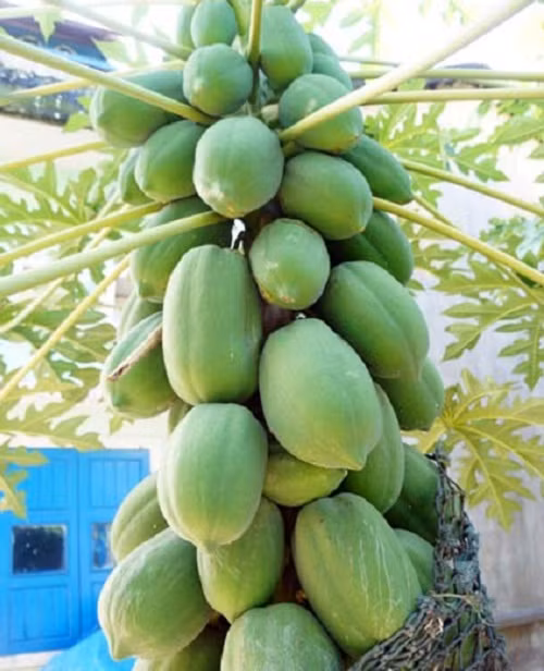 Một cây đu đủ khác ra trái to và sai quả từ gốc đến ngọn. Ảnh: Dân Việt.