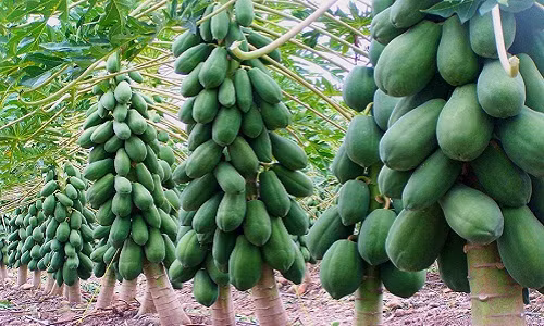 Cây nào cây nấy trĩu trịt hàng chục trái khiến người xem thích thú. Ảnh: Hatgiongsach.