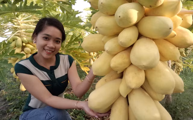 Quả trĩu trịt cộng với màu vàng đẹp mắt khiến vườn đu đủ trở thành nơi chụp ảnh của giới trẻ. Ảnh: Dân Việt.