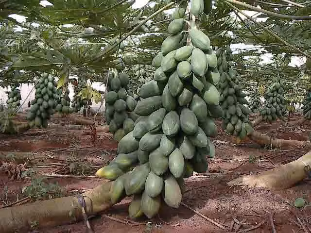 Đu đủ hàng trăm quả khiến cây nghiêng hẳn về một bên. Ảnh: Doansach.