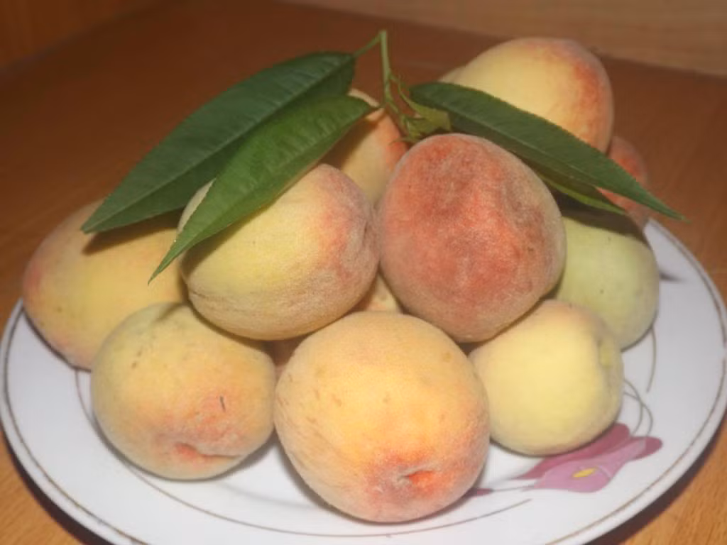 Để tránh mua phải đào Trung Quốc, ngoài những dấu hiệu nhận biết kể trên, người tiêu dùng cũng nên tránh mua đào trái vụ. Ảnh: Photobucket.