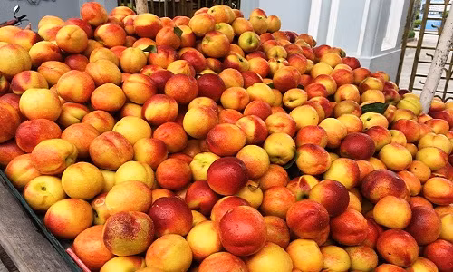 Theo lời của một số tiểu thương, loại đào này trồng ở Sa Pa, tháng 7 đang chính vụ nên ăn có vị ngọt sắc. Ảnh: Đại Việt.