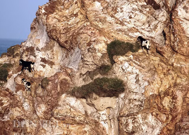 Đàn dê tự do… “leo núi, lội cát” để tìm thức ăn.