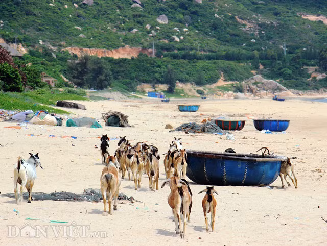 Thom ngon thit de “leo nui, loi cat” o Binh Dinh
