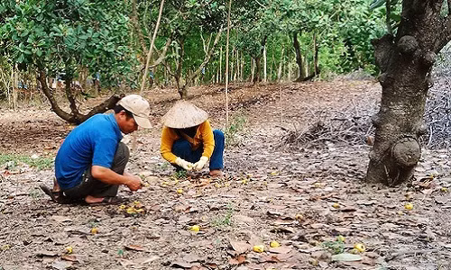 Cay ty do rung qua hang loat, nong dan mat hang tram trieu