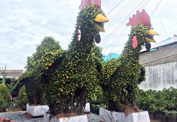 Quất cảnh hình gà ngộ nghĩnh và độc đáo. Ảnh: Dân Việt.