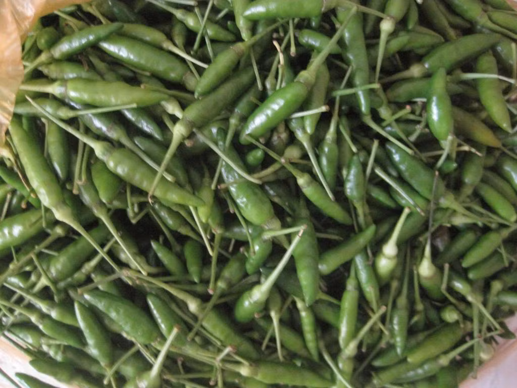 So vớt ớt trồng ở đồng bằng, quả ớt rừng nhỏ hơn, nhưng bù lại rất thơm và vị cay không gắt. Ảnh: 5giay. Ảnh: Saigonamthuc.