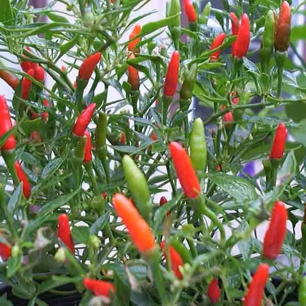 Ớt xiêm rừng có thể thu hoạch quanh năm, nhiều nhất vào tháng 6-7 hàng năm. Ảnh: Hatgiongf1.