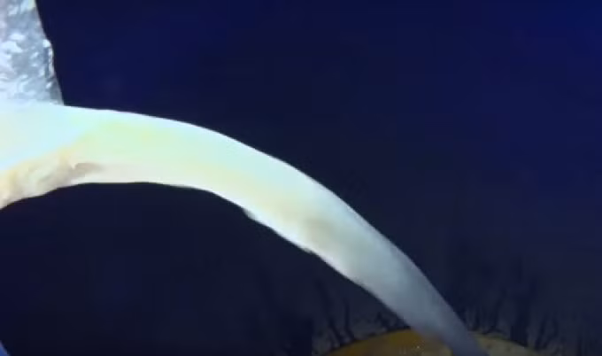 ...sữa tươi, mật mía trộn với nhau rồi ủ cho lên men.