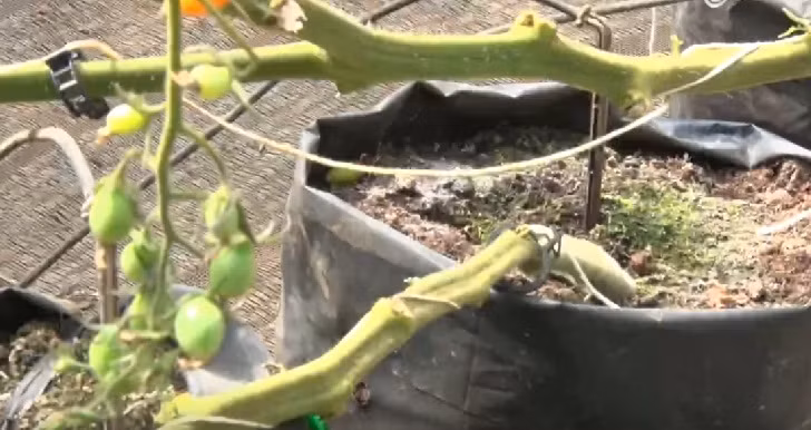 Mỗi gốc cà chua trồng trong một chậu riêng không tiếp xúc trực tiếp với đất mẹ để hạn chế sâu bệnh.