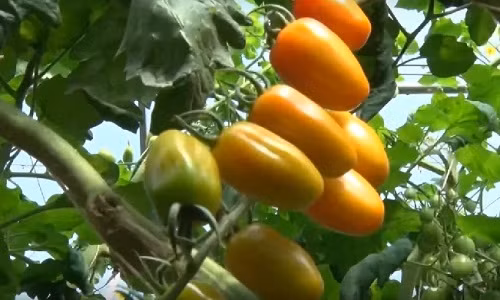 Nguồn thức ăn cho cà chua là sữa tươi đã được ủ, mật mía, trứng gà để tưới cho cây.