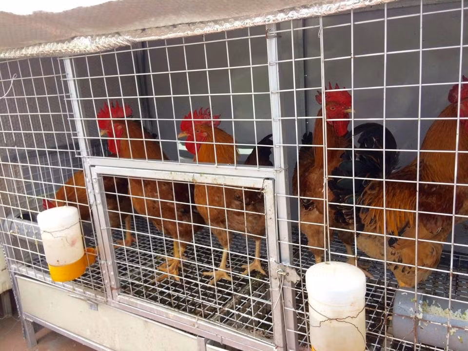 Xuất phát từ lý do lo cho sức khỏe của hai con, anh Minh Tuấn (Hà Nội) không quản ngại vất vả sớm khuya để trồng rau sạch, nuôi gà trên sân thượng. Chuồng gà của anh Tuấn có gần 20 con gà ăn thịt và đẻ trứng. Ảnh: VNM - PL.XH.