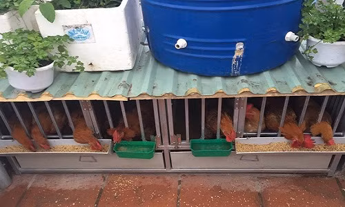 Chuồng gà được thiết kế sàn bên dưới, chị lót trấu phía dưới để giữ phân gà, sau đó ủ hoai để bón cho rau. Ảnh: Đẹp.