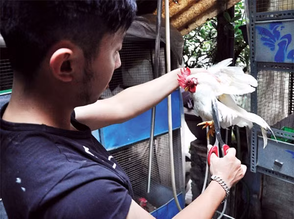 Gà anh Huế nuôi là giống quý tộc Serama (xuất xứ từ Malaysia), trọng lượng từ 300 - 500 gram nhưng có giá trị kinh tế rất cao. Ảnh: Dân Việt.