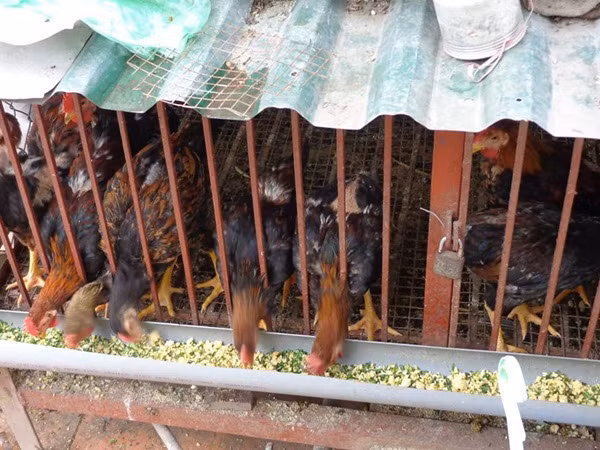 Gà Serama xuất xứ từ Malaysia có nhiều màu như trắng, vàng, đốm đen trắng...thân hình nhỏ bé nhưng rất đẹp. Ảnh: Dân Việt.