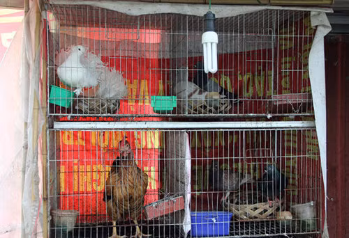 Trong chuồng, chị nuôi khoảng chục chú gà và một vài đôi chim câu. Ảnh: Dân Việt.