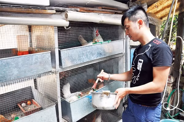 Chỉ với 10m2 sân thượng nhưng anh Trần Lĩnh Huế ở quận Ba Đình (Hà Nội) sở hữu cả một trại gà hàng chục con. Ảnh: Dân Việt.