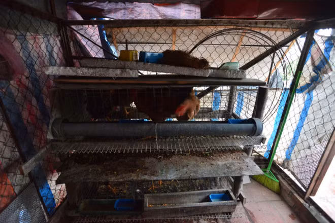 Cũng như gia đình anh Cường, ông Chính, bà Thu (Cầu Giấy, Hà Nội) sở hữu một chuồng gà và hai vườn rau trên sân thượng. 6 gà đẻ sản xuất trứng hàng ngày và 34 gà thịt nuôi gối nhau cung cấp thịt cho gia chủ. Ảnh: Zing.