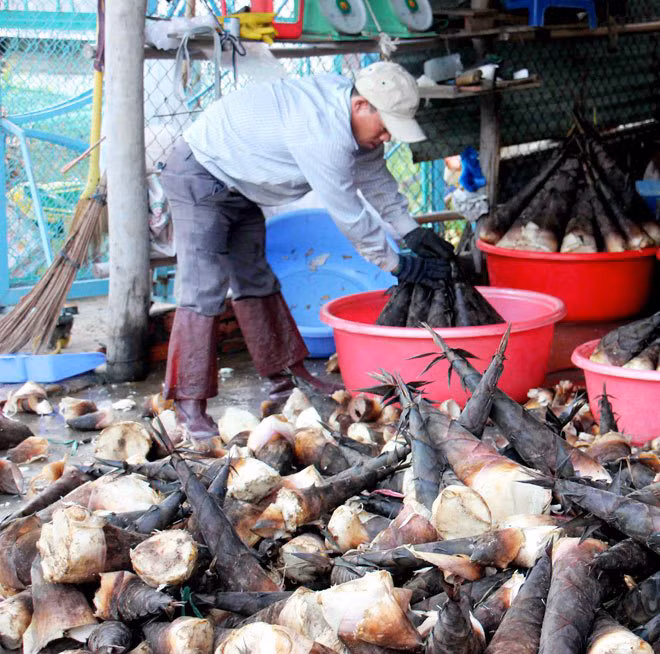 Mùa mưa cũng là lúc cư dân núi Cấm bắt đầu hái măng tre “lai rai” bán cho đến tháng 7 âm lịch (thời điểm bước vào thu hoạch rộ). Năm nay, măng được giá cao, từ 20.000 – 25.000 đồng/kg, nên bà con rất hứng khởi.