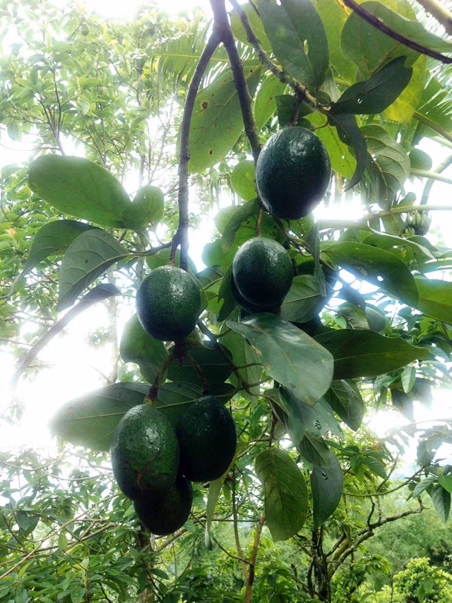 Bơ sáp ở núi Cấm là đặc sản hảo hạng, bởi trái to, thịt dẻo, ít xơ, độ béo cao… thường được du khách gần xa chọn làm quà biếu cho bạn bè, người thân sau chuyến đi về vùng Thất Sơn.