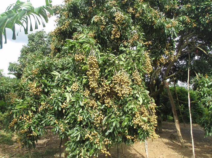 Cây có thể nhân giống và trồng từ hạt, chiết cành, ghép...Tuy nhiên, phương pháp chiết cành và ghép được ứng dụng nhiều hơn cả. Ảnh: Caygiongduyhien.