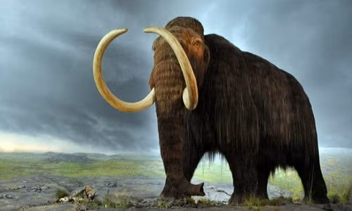 Giai ma ly do nhung con voi ma mut cuoi cung bi chet