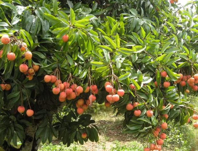 Vải sai trĩu cành rủ xuống mặt đất. Ảnh: Backantv.