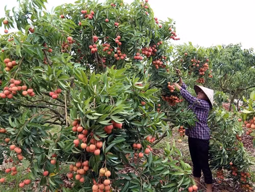 Niềm vui của người trồng khi được thu hái những cây vải sai trĩu quả. Ảnh: Dantocmiennui.