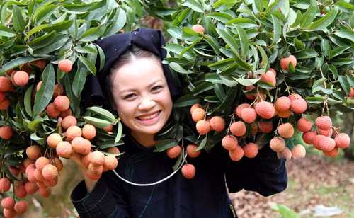 Thiếu nữ thích thú chụp hình cùng chùm vải thiều chín mọng. Ảnh: Bindo.