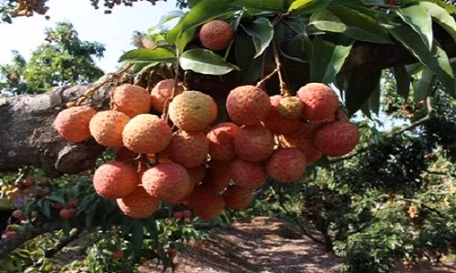 Những chùm vải to, mọng và căng tròn cho mẫu mã đẹp. Ảnh: Kinhdoanhnet.