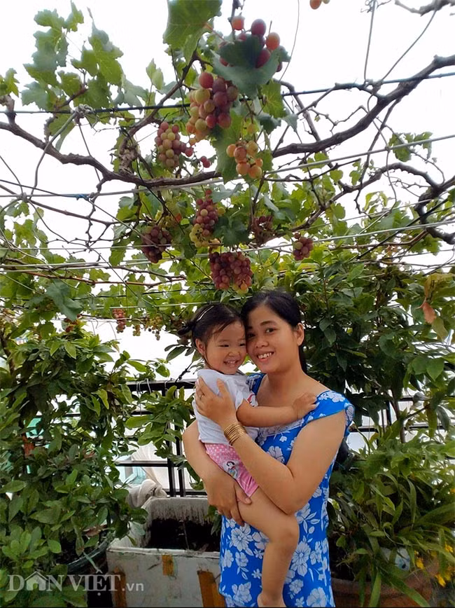 Mọi người thường nói trồng nho kén đất, muốn nho sai quả càng khó. Thế nhưng, qua quá trình trồng và chăm sóc, anh nông dân bê tông này thấy trồng nho cũng đơn giản như trồng rau sạch không hơn.