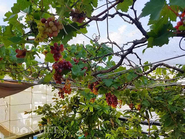 Không chỉ mát tay trồng nho, trên khu vườn sân thượng rộng 15m2 của mình, anh Hùng còn trồng nhiều loại cây trái khác như đậu bắp, các loại rau ăn sống, và các loại cây ăn quả gồm: phúc bồn tử, ổi, chanh, cóc thậm chí là cả thanh long ruột đỏ.