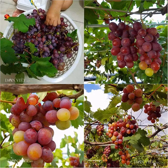 Giàn nho này được anh Hùng bắt đầu trồng vào khoảng cuối tháng 8 đầu tháng 9 năm 2013, tính đến nay đã được gần 4 năm. "Phải mất 2 năm để từ cây giống chỉ nhỏ bằng chiếc đũa, cây nho mới phát triển cứng cáp và đến năm thứ 3 thì bắt đầu cho trái rất nhiều", anh Hùng kể.