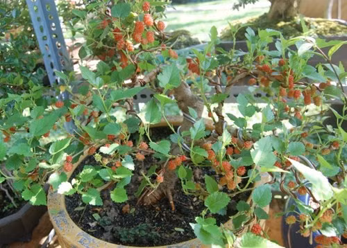 Cây dâu tằm được cắt tỉa đơn giản nhưng đẹp mắt. Ảnh: Tiền phong.