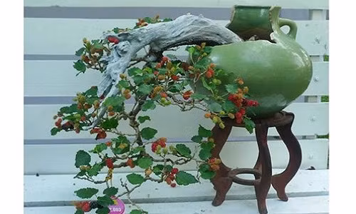 Dâu tằm bonsai dáng thác đổ. Ảnh: Agrimark.