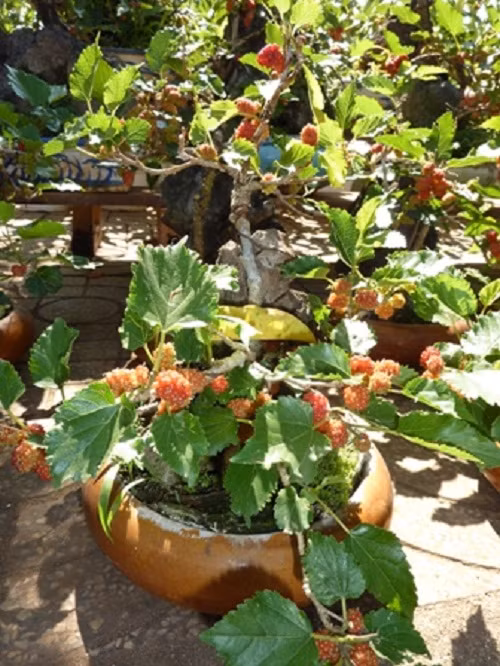 Sự sáng tạo của nghệ nhân đã biến cây dâu tằm thành bonsai độc đáo. Ảnh: Baodaklak.