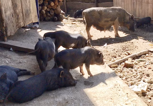 Ngay tại thời điểm hiện nay khi lợn nuôi của người dân ở vùng đồng bằng đang "dở sống, dở chết" vì giá chỉ từ 25-30.000 đồng/kg hơi thì giống lợn này bán tại chỗ từ 120-140.000 đồng/kg hơi nhưng phải đặt trước nhiều ngày mới có", anh Huỳnh Dũng Sĩ (sinh 1980), ở thị trấn Trà Xuân, huyện Trà Bồng, người hay lên đây buôn bán cho biết.