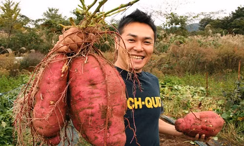 Củ khoai lang khổng lồ chục người ăn không hết. Ảnh: NPR.