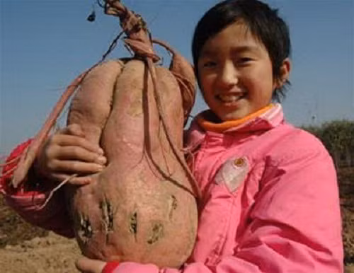 Người dân ở huyện Tangyin, tỉnh Hà Nam (Trung Quốc) không khỏi ngạc nhiên trước củ khoai lang nặng 10kg. Ảnh: Xinhua.