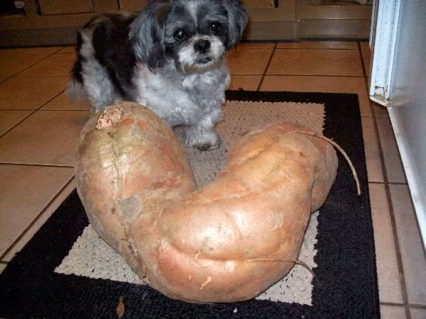 Củ khoai nặng 21kg có hình dáng cánh tay một người đàn ông vạm vỡ. Ảnh: Auburn.