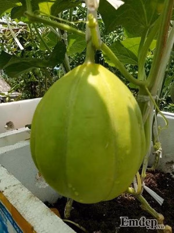 Anh Non cho biết, để có được những trái dưa lê như này anh từng thất bại nhiều lần vì dưa là loại trái cây khó trồng. Anh trồng nhiều lần đều thất bại do chưa có kinh nghiệm. Cây thường xuyên bị sâu đục, ăn lá, úng rễ. Về sau, từ vốn kiến thức học hỏi được anh chịu khó bắt sâu và ốc sên nên cây không bị ăn các bộ phận nữa.