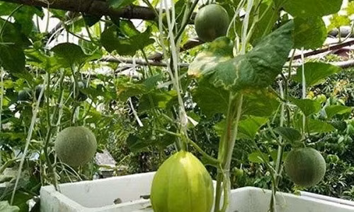 Dưa sạch của anh không phun thuốc sâu.