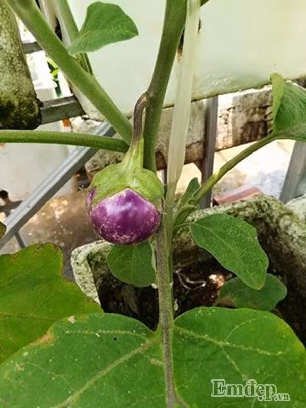 Rau sạch tuyệt đối không thuốc sâu trên vườn thượng nhà anh Non.