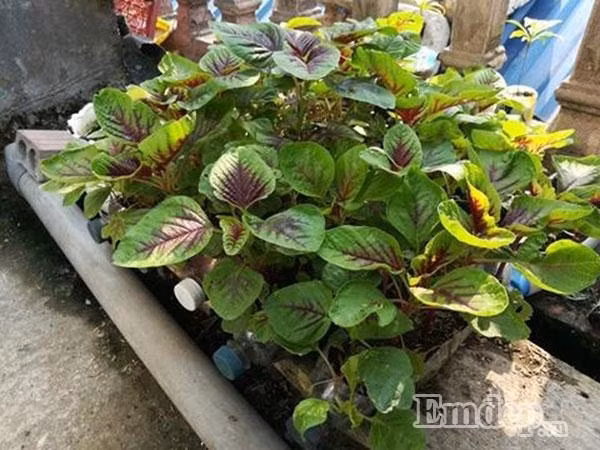 Những thùng xốp rau ngót tốt tươi phục vụ bữa ăn hàng ngày của gia đình anh.