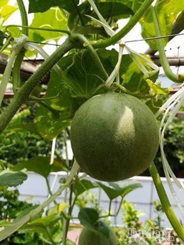 Không chỉ dưa trĩu trịt quả mà đu đủ trồng từ thùng xốp của anh Non cũng khiến nhiều người ngưỡng mộ.