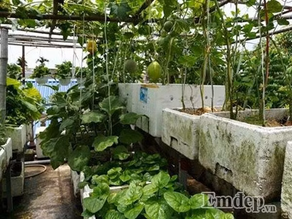 Anh Non cho biết, anh tận dụng những vỏ chai nhựa và cho đất vào trồng rau dền, rau cải cải thiện bữa ăn cho gia đình.