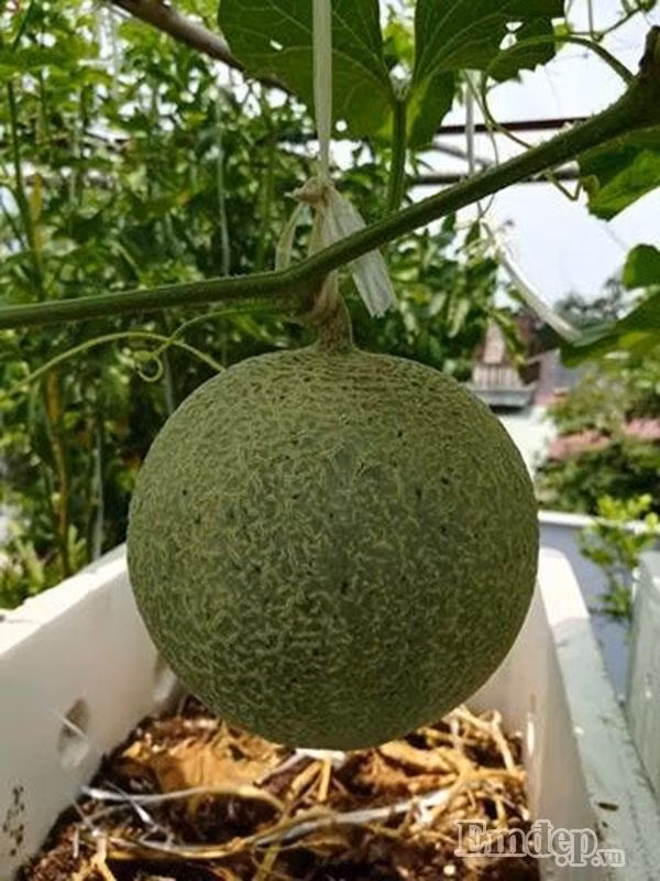 Vuon dua le, du du sai triu du chi trong trong thung xop