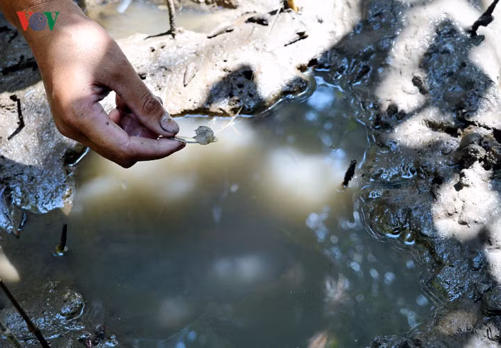 Món mồi ưa thích của cá thòi lòi chính là tôm tươi.