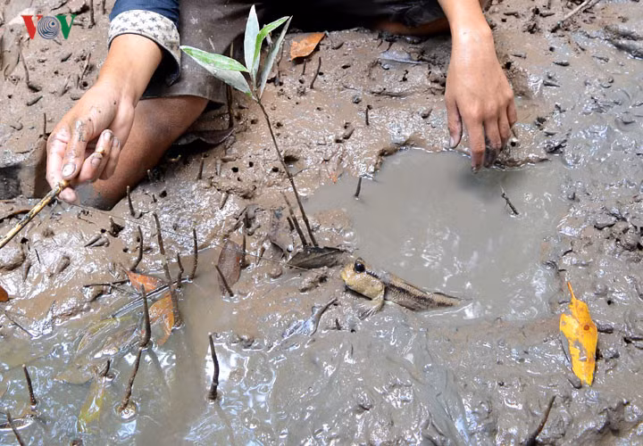 Với gần 10 năm kinh nghiệm làm nghề săn cá thòi lòi, anh Hải chia sẻ, chỉ cần khoảng 30', nếu có cá trong hang chúng sẽ cắn câu và bò lên cửa hang.