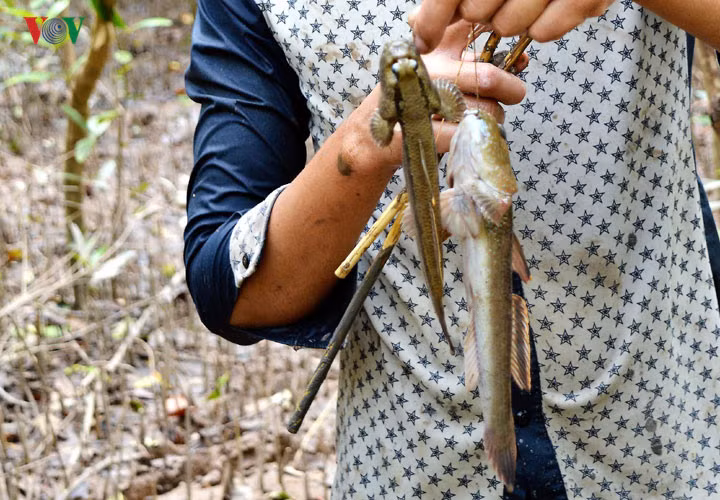 Thợ câu Nguyễn Văn Hải (xã Khánh Hải, huyện Trần Văn Thời, Cà Mau) cho biết, hang cá thòi lòi có thể dài đến vài mét. Do đó, hình thức hiệu quả nhất để bắt cá thòi lòi chính là ngâm câu.
